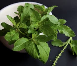 tulsi